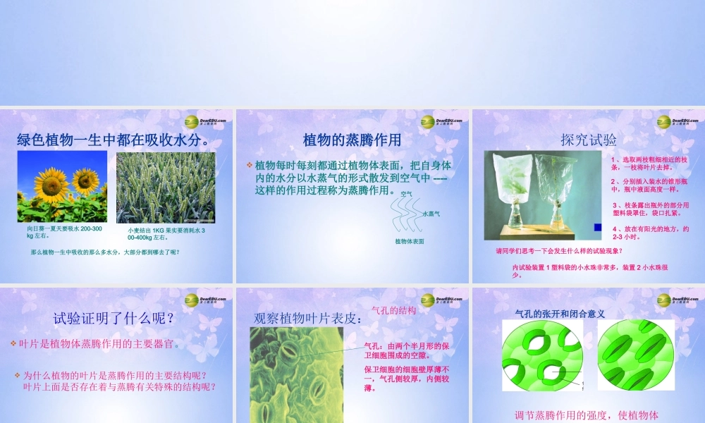 八年级生物上册(绿色植物与生物圈中的水循环)课件 苏科版 课件