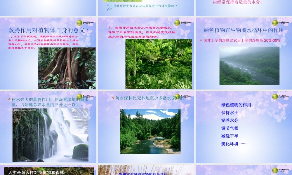 八年级生物上册(绿色植物与生物圈中的水循环)课件 苏科版 课件