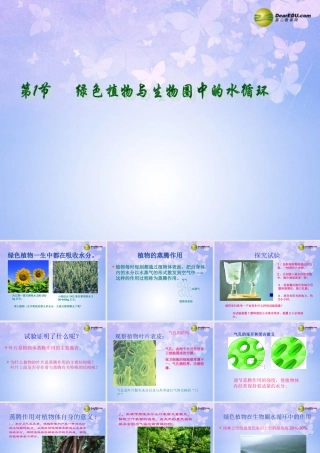 八年级生物上册(绿色植物与生物圈中的水循环)课件 苏科版 课件