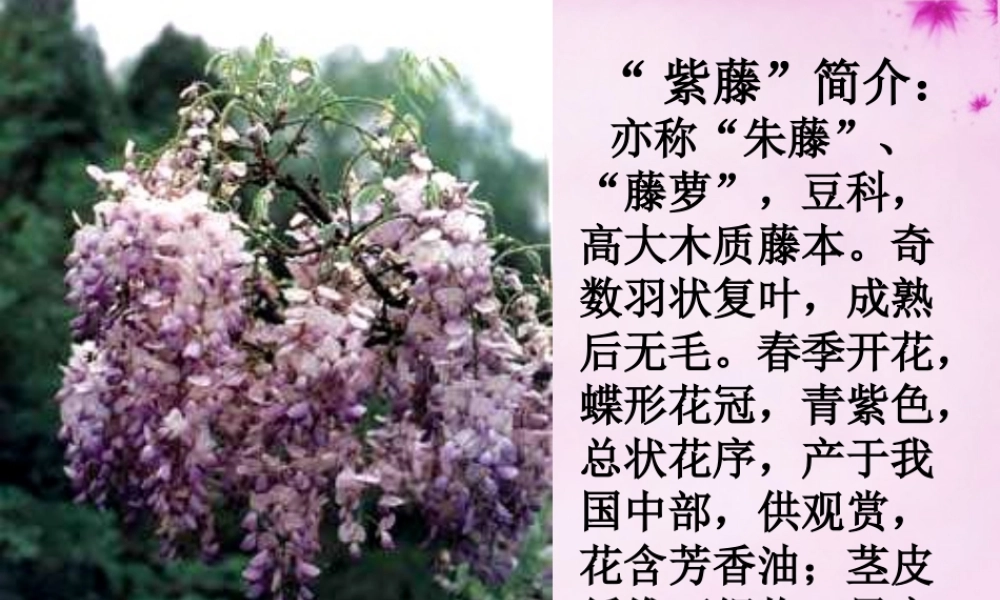 七年级语文上册 16 紫藤萝瀑布课件3 (新版)新人教版 课件