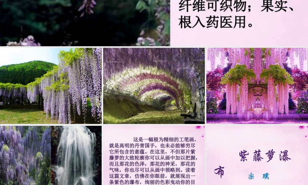 七年级语文上册 16 紫藤萝瀑布课件3 (新版)新人教版 课件