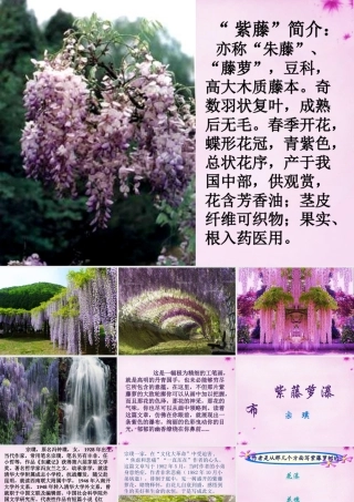 七年级语文上册 16 紫藤萝瀑布课件3 (新版)新人教版 课件