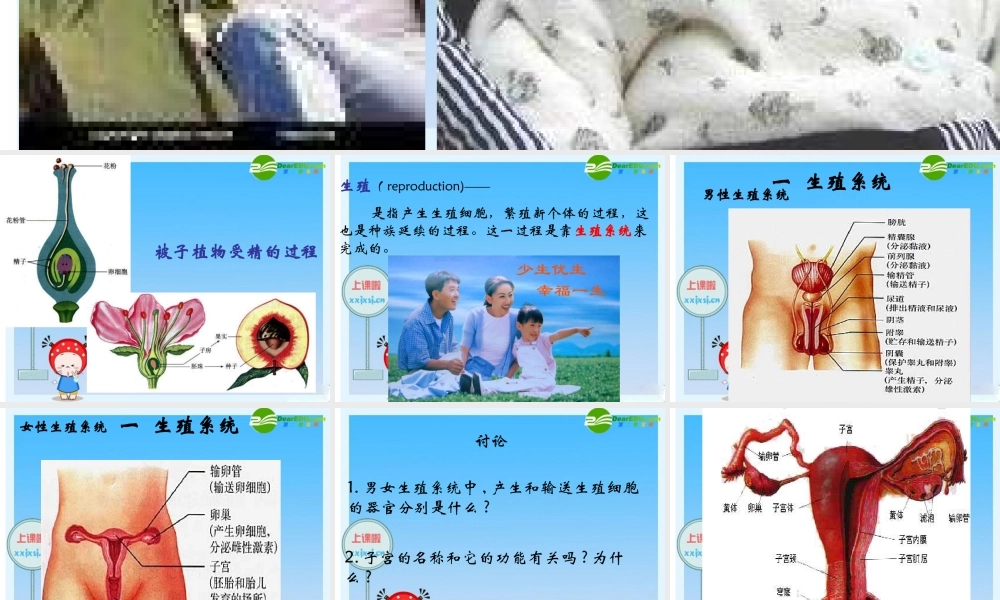 七年级生物下册 人的生殖课件 人教新课标版 课件