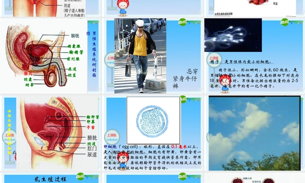 七年级生物下册 人的生殖课件 人教新课标版 课件