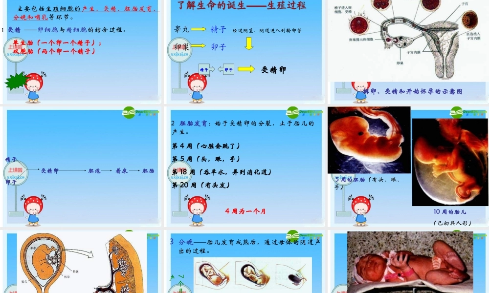 七年级生物下册 人的生殖课件 人教新课标版 课件