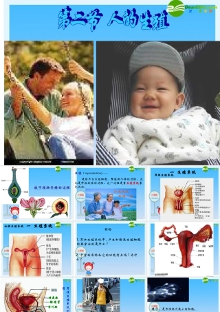 七年级生物下册 人的生殖课件 人教新课标版 课件