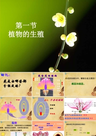 八年级生物下册 7.1.1 植物的生殖课件 新人教版 课件