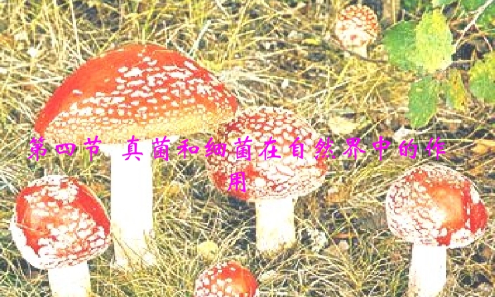 七年级生物上册 第四节 细菌 真菌在生物圈中的作用课件 济南版 课件