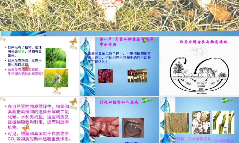 七年级生物上册 第四节 细菌 真菌在生物圈中的作用课件 济南版 课件