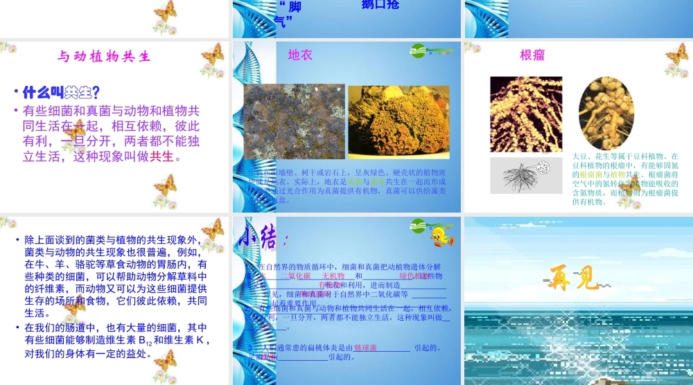 七年级生物上册 第四节 细菌 真菌在生物圈中的作用课件 济南版 课件