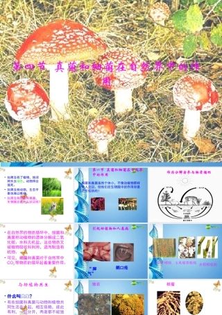 七年级生物上册 第四节 细菌 真菌在生物圈中的作用课件 济南版 课件