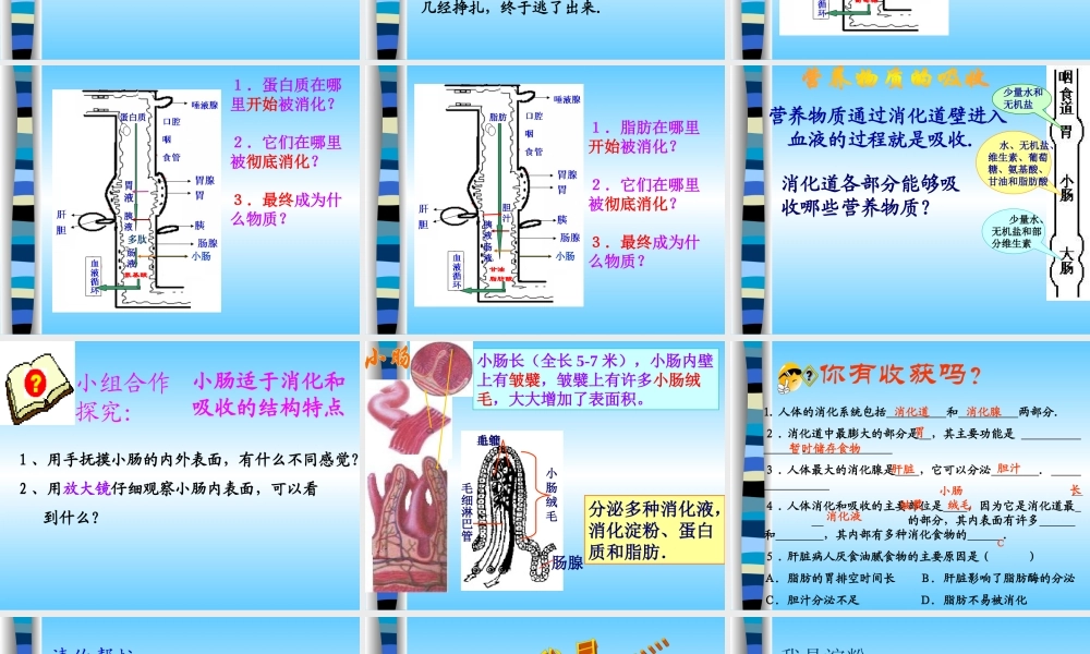 七年级生物上册第3章人体的物质和能量来源于食物第4节人体对食物的消化吸收课件苏科版 课件