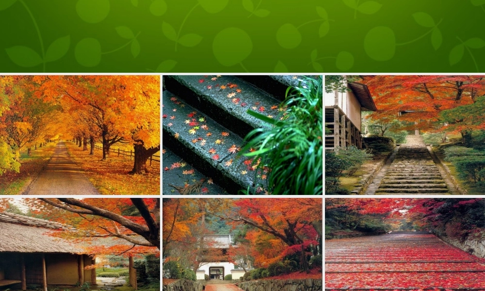 中学七年级语文上册 枫叶图片课件 新人教版 课件