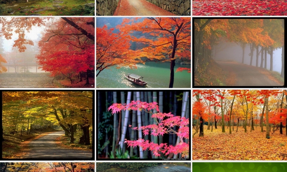 中学七年级语文上册 枫叶图片课件 新人教版 课件