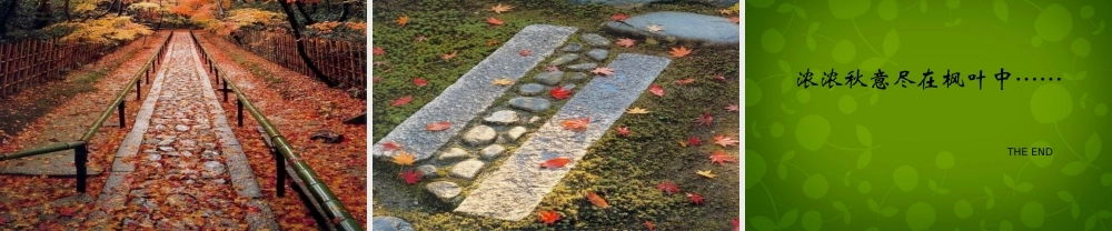 中学七年级语文上册 枫叶图片课件 新人教版 课件