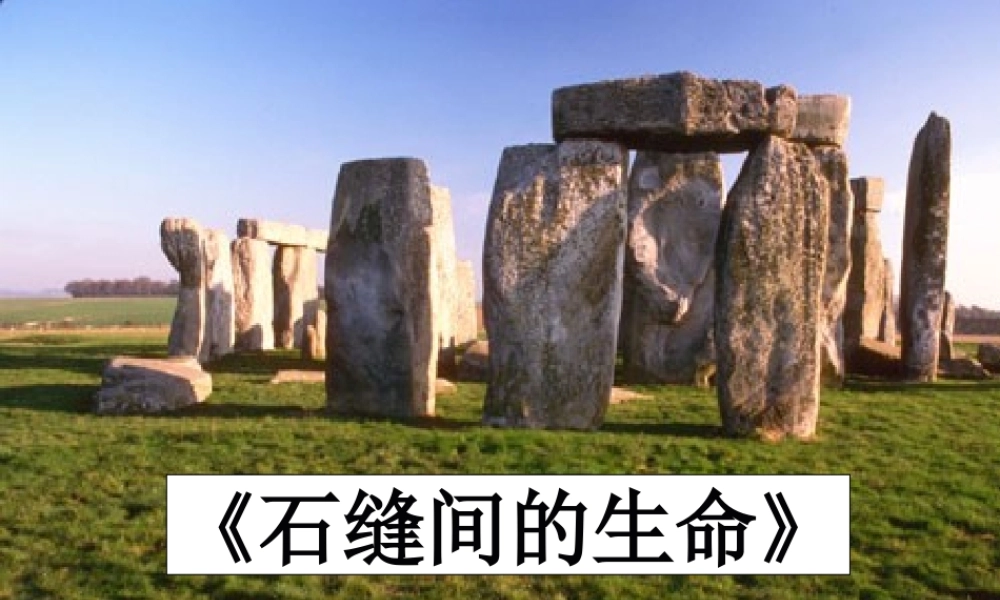 七年级语文上册(石缝间的生命)课件 上海五四制版 课件