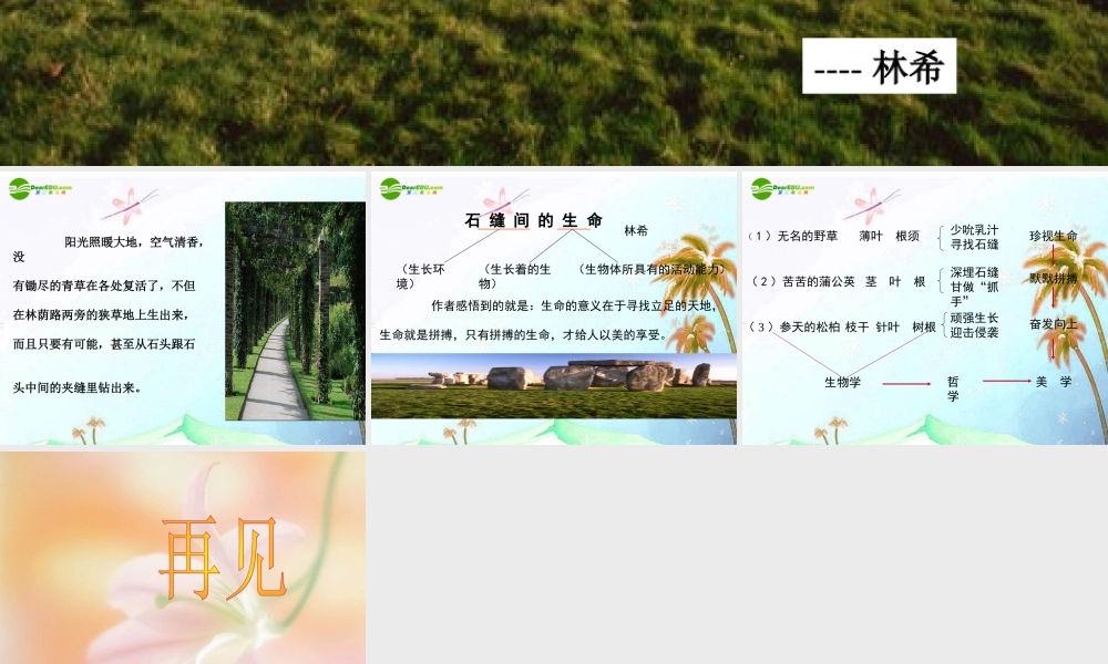 七年级语文上册(石缝间的生命)课件 上海五四制版 课件