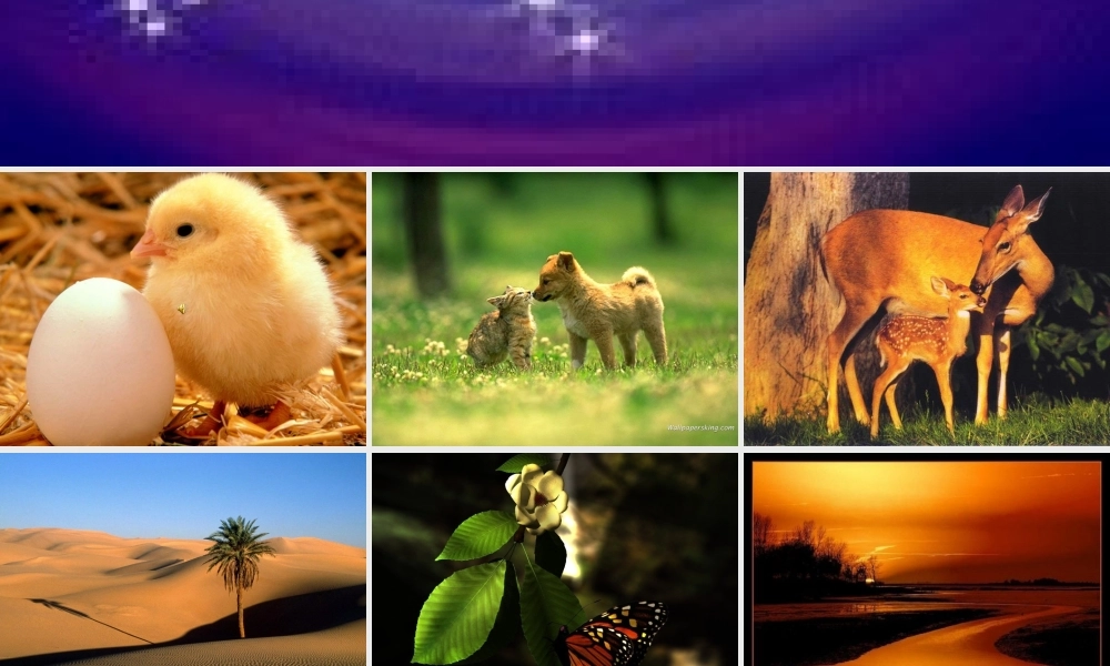 八年级思想品德上册 第二单元 感悟生命 珍爱生命 第五课 珍爱我们的生命课件 湘教版 课件