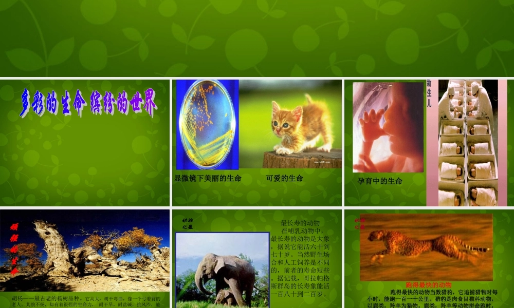 中学七年级政治上册 3.1 世界因生命而精彩课件 新人教版 课件