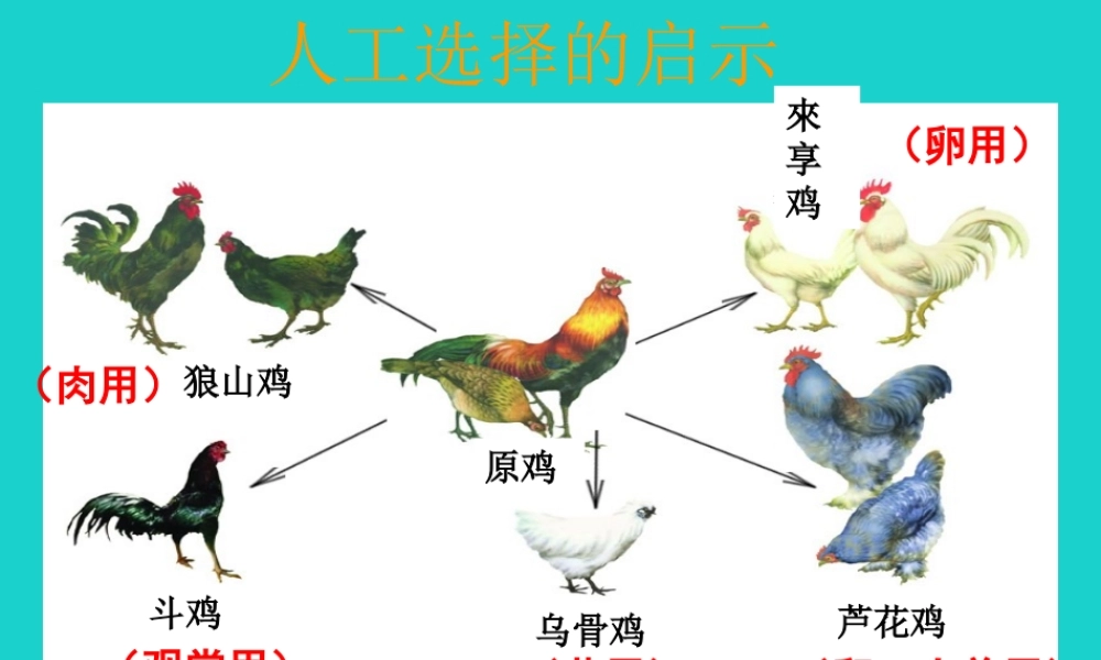 八年级生物上册 第十二章 第二节 生物的进化 原鸡和几个品种的鸡课件 (新版)北京版 课件
