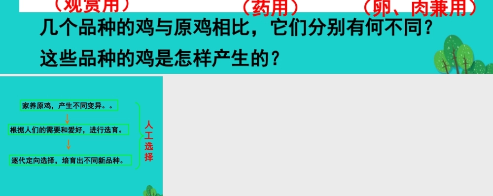 八年级生物上册 第十二章 第二节 生物的进化 原鸡和几个品种的鸡课件 (新版)北京版 课件
