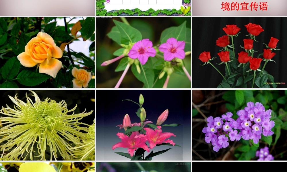 八年级语文上册 第五单元 第17课(花儿为什么这样红)课件 (新版)语文版 课件