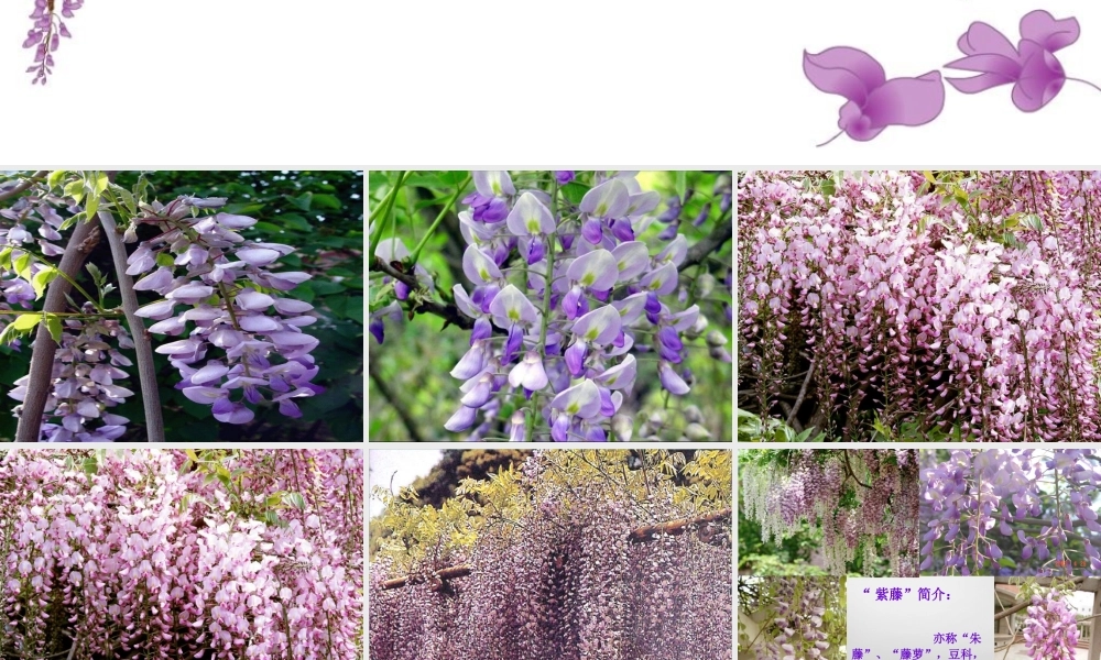 中学七年级语文上册 第16课 紫藤萝瀑布课件 (新版)新人教版 课件