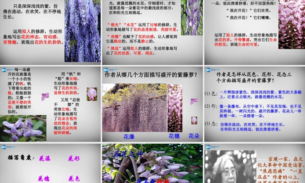 中学七年级语文上册 第16课 紫藤萝瀑布课件 (新版)新人教版 课件