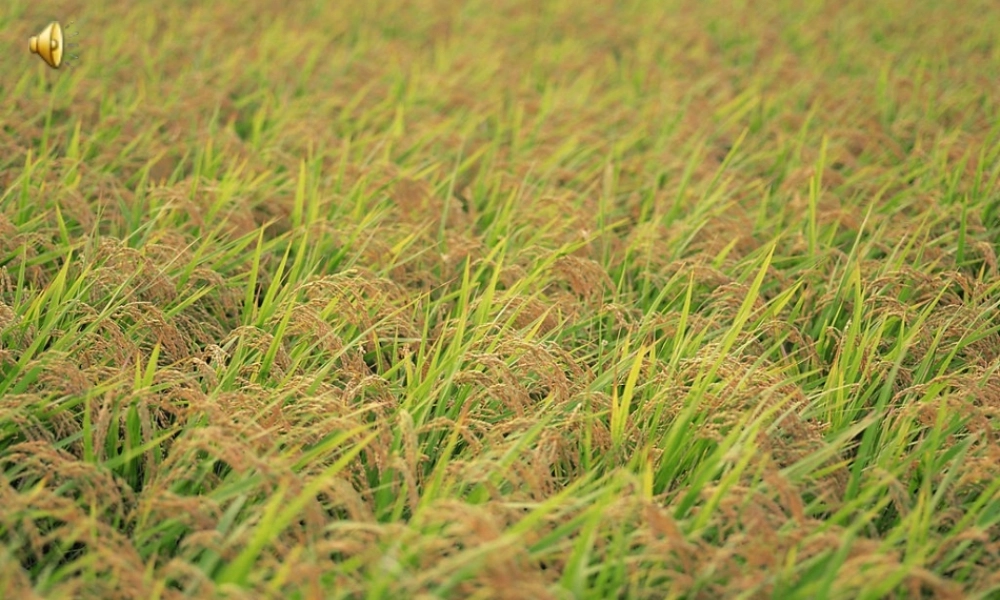 九年级语文上册 多收了三五斗课件  苏教版 课件