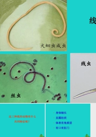 八年级生物上册 第七单元 第一章 第二节 线形动物和环节动物 线形动物课件 鲁科版五四制 课件