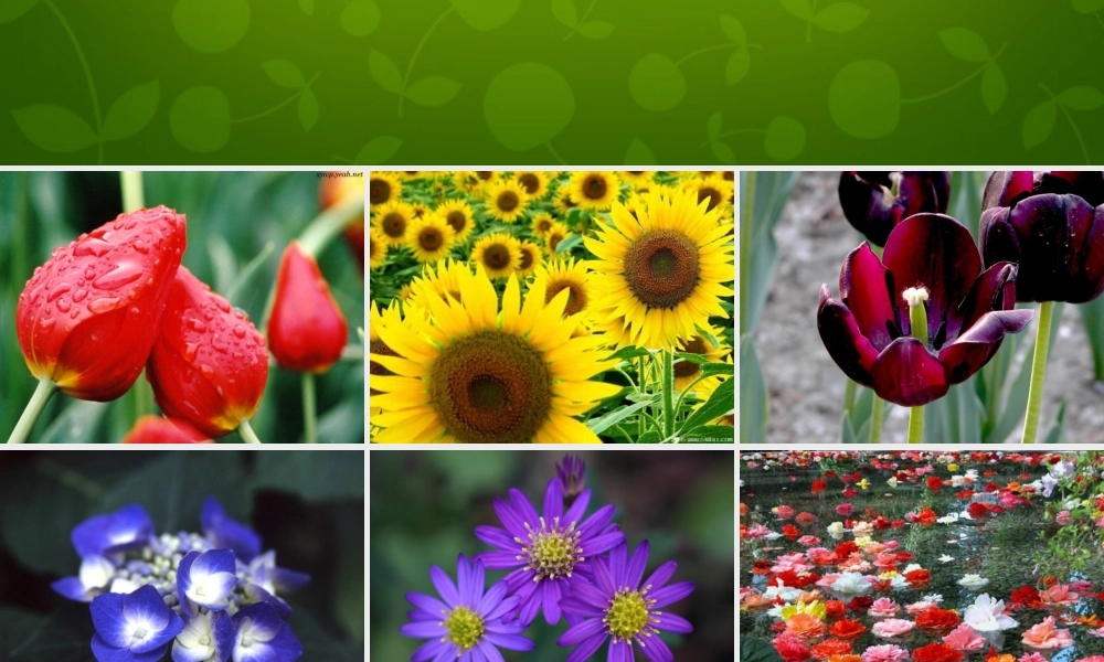 八年级语文上册 29 送你一束转基因花课件 苏教版 课件