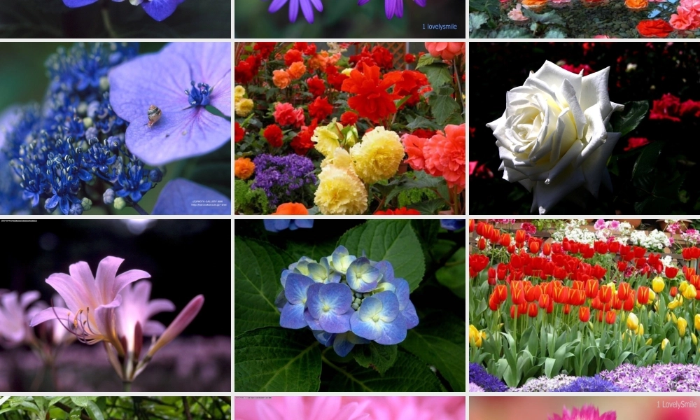 八年级语文上册 29 送你一束转基因花课件 苏教版 课件