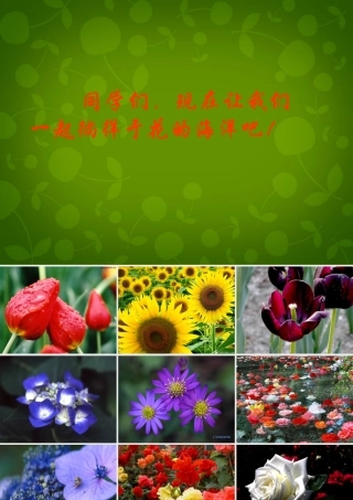 八年级语文上册 29 送你一束转基因花课件 苏教版 课件