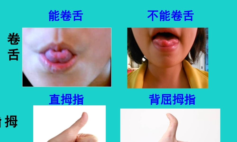 八年级生物上册 第十一章 第一节 生物的性状表现 遗传特征课件 (新版)北京版 课件