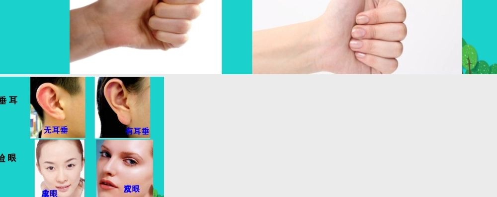 八年级生物上册 第十一章 第一节 生物的性状表现 遗传特征课件 (新版)北京版 课件