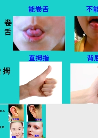 八年级生物上册 第十一章 第一节 生物的性状表现 遗传特征课件 (新版)北京版 课件