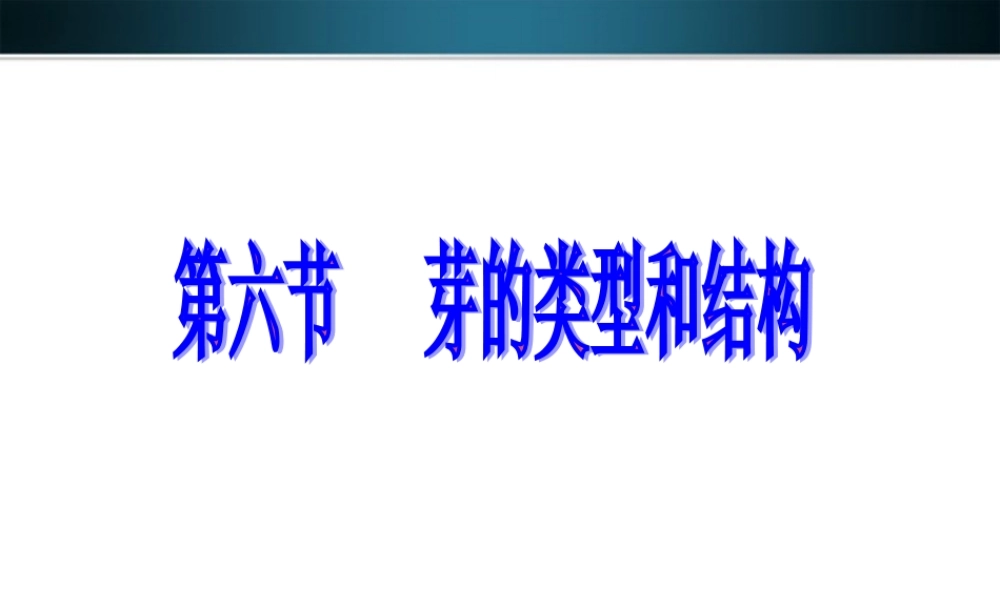 八年级生物上册 第六节芽的类型和结构课件 济南版 课件