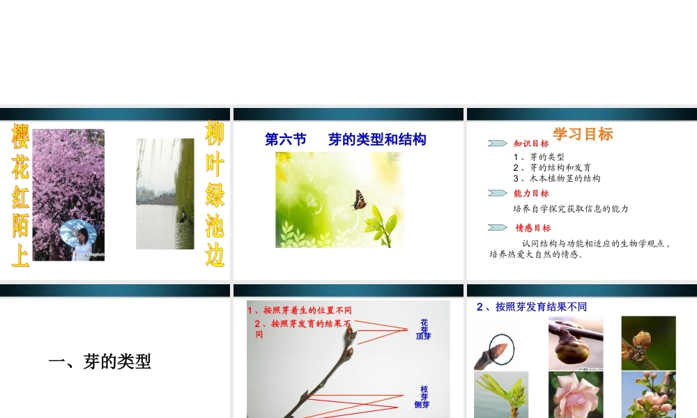 八年级生物上册 第六节芽的类型和结构课件 济南版 课件