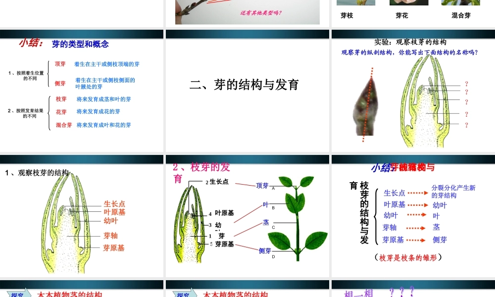 八年级生物上册 第六节芽的类型和结构课件 济南版 课件