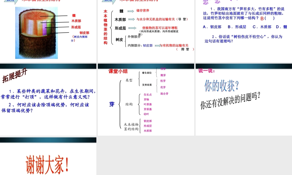 八年级生物上册 第六节芽的类型和结构课件 济南版 课件