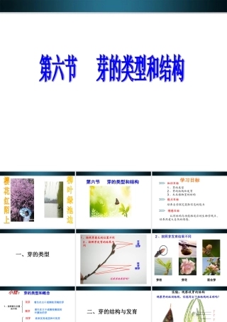 八年级生物上册 第六节芽的类型和结构课件 济南版 课件