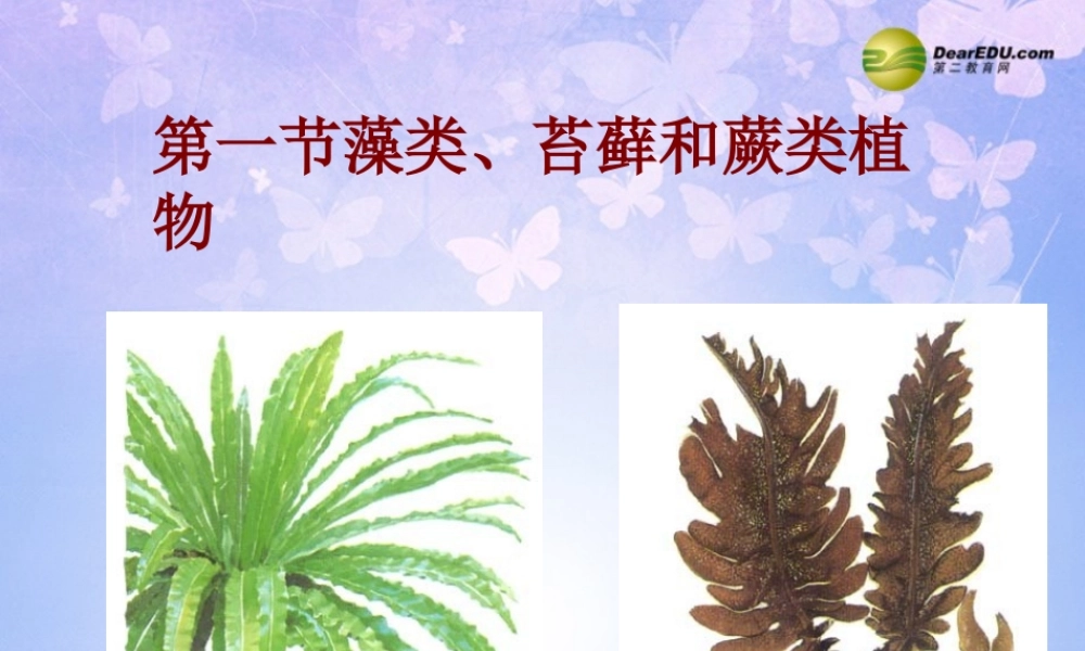 中学七年级生物上册 藻类、苔藓、蕨类植物课件 新人教版 课件