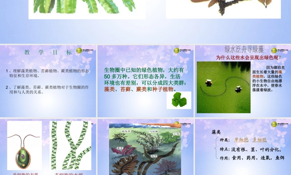 中学七年级生物上册 藻类、苔藓、蕨类植物课件 新人教版 课件