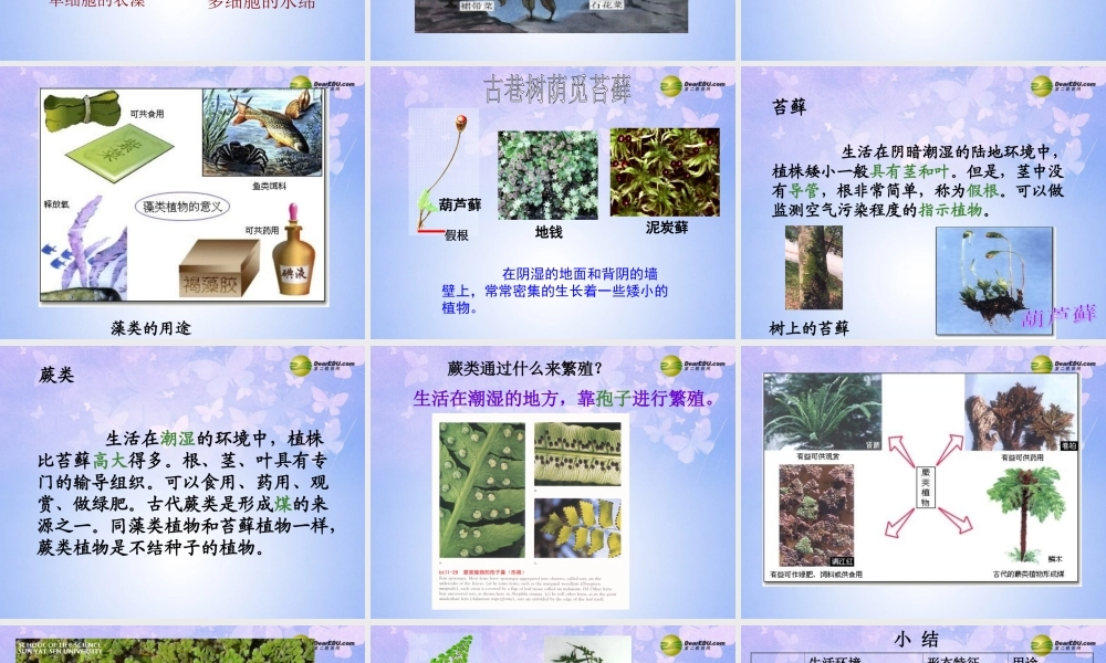 中学七年级生物上册 藻类、苔藓、蕨类植物课件 新人教版 课件