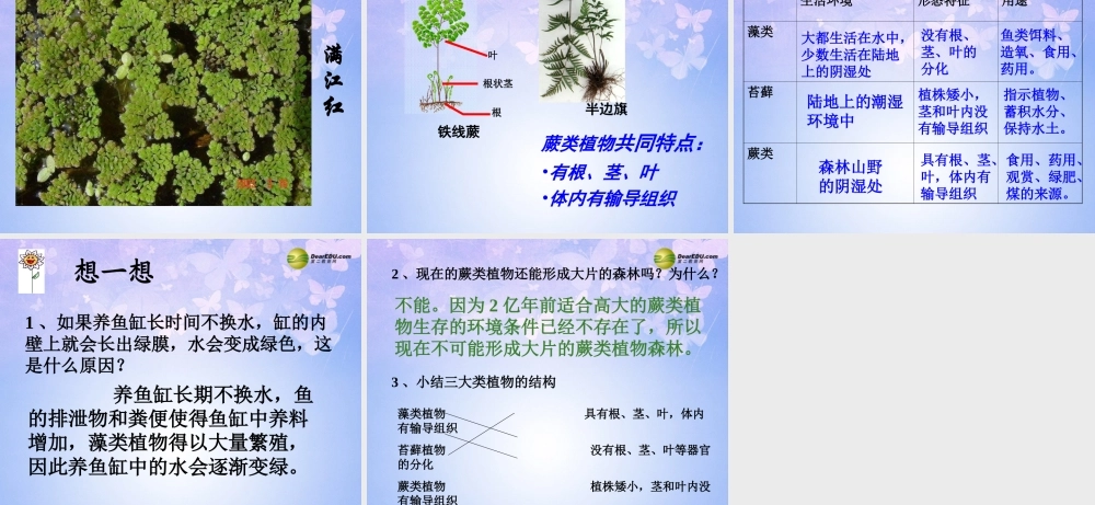 中学七年级生物上册 藻类、苔藓、蕨类植物课件 新人教版 课件