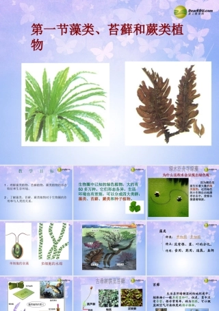 中学七年级生物上册 藻类、苔藓、蕨类植物课件 新人教版 课件