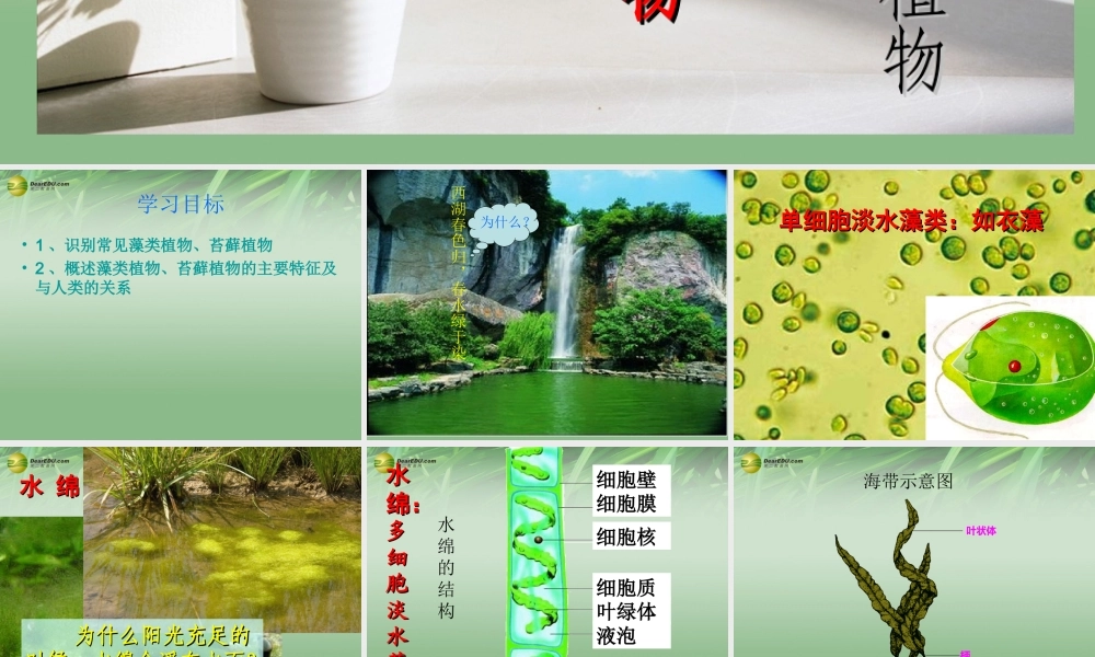 七年级生物上册 第一节 藻类苔藓和蕨类植物课件 新人教版 课件