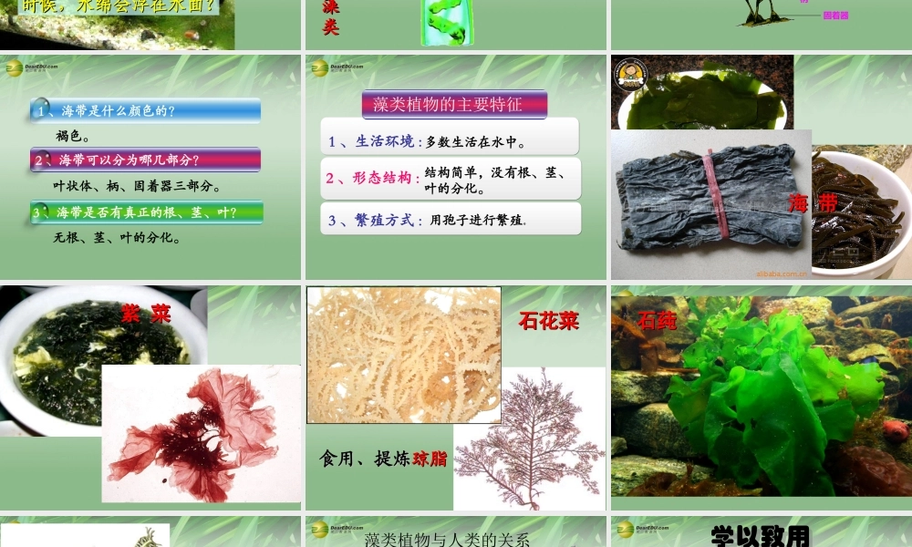 七年级生物上册 第一节 藻类苔藓和蕨类植物课件 新人教版 课件