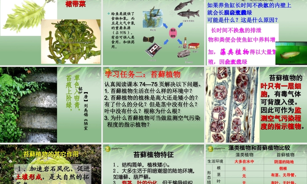 七年级生物上册 第一节 藻类苔藓和蕨类植物课件 新人教版 课件