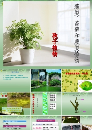 七年级生物上册 第一节 藻类苔藓和蕨类植物课件 新人教版 课件